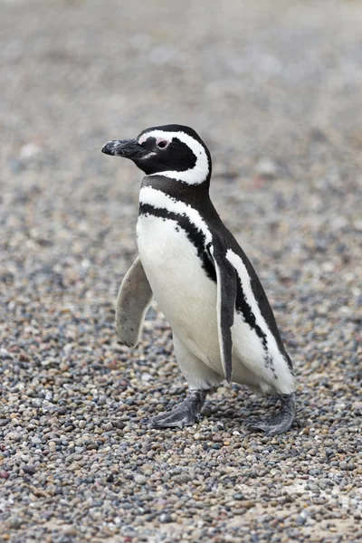 Pinguim da Patagônia Caminhando em direção ao mar — Fotografia de Stock