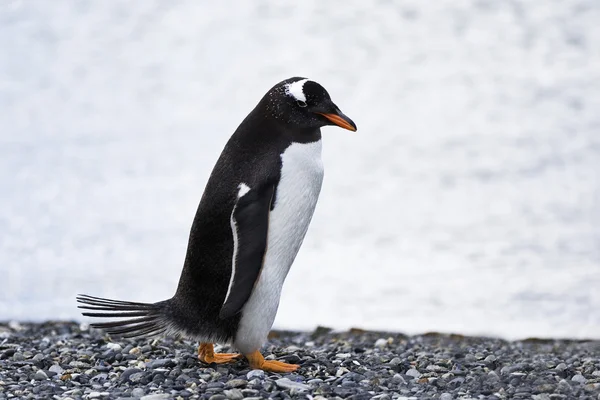 Pinguini della Patagonia che camminano sulla spiaggia — Foto Stock