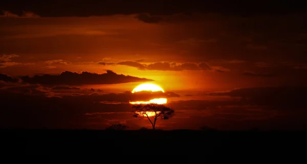 Acacia Tree under African Sunset — Stock Photo, Image