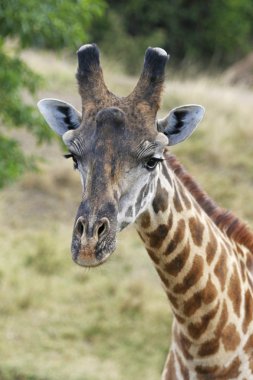 Afrika zürafa portre