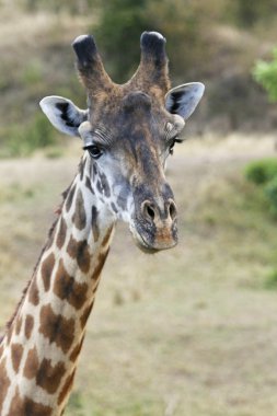 Afrika zürafa portre