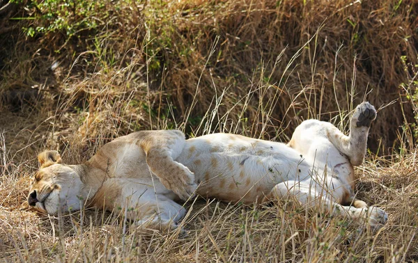 非洲狮睡 — 图库照片