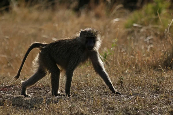 Afrikanska babian promenader — Stockfoto