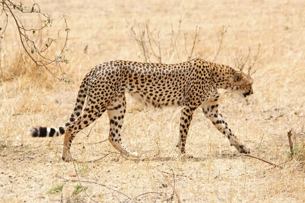Cheetah Africano Caminhada — Fotografia de Stock