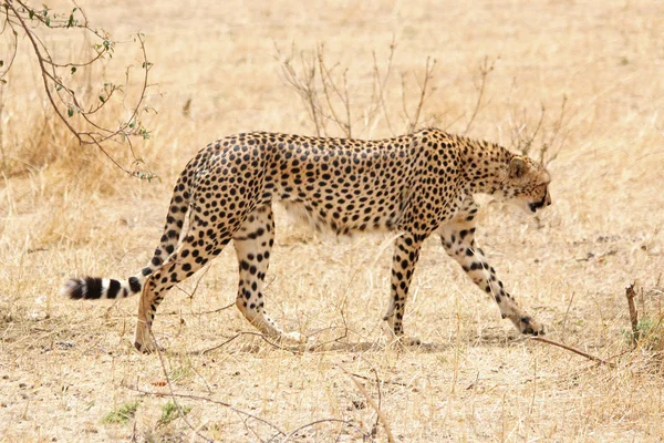 Promenade guépard africain — Photo