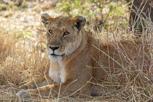 Retrato de una leona africana — Foto de Stock