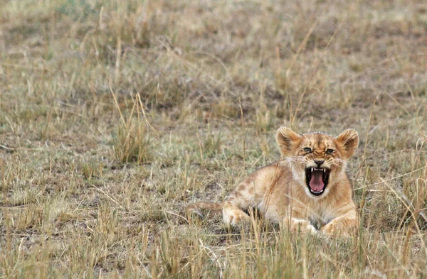 Lion bébé rugissant — Photo