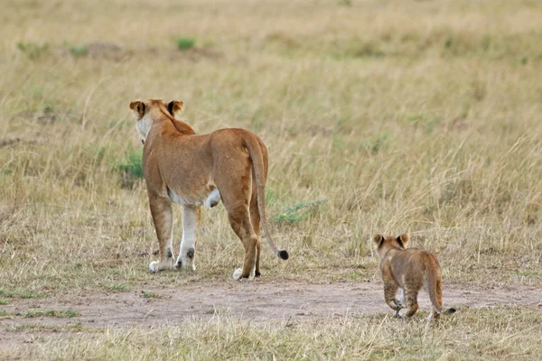 어머니 및 아기 사자 — 스톡 사진