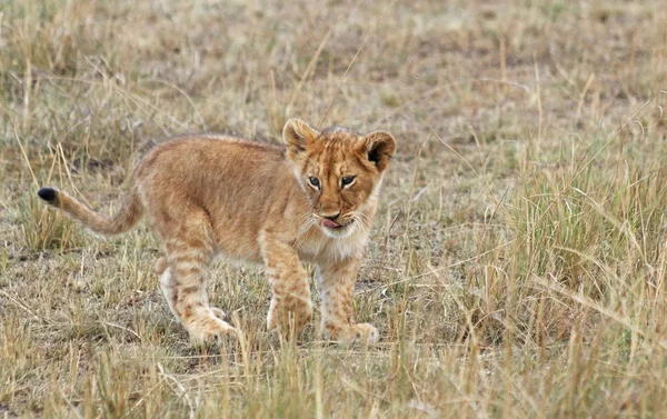 León bebé caminando — Foto de Stock