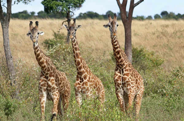 三个非洲长颈鹿 — 图库照片