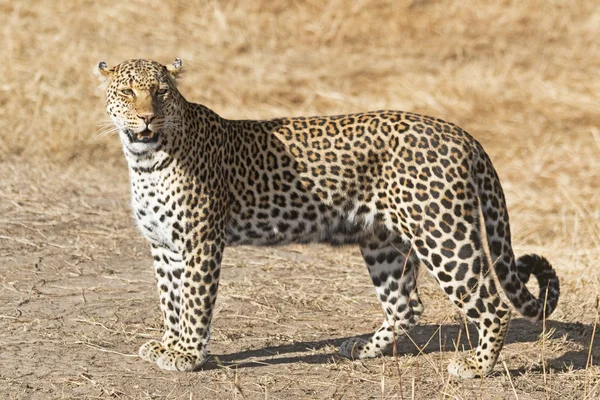 Leopardo Africano na Savannah — Fotografia de Stock