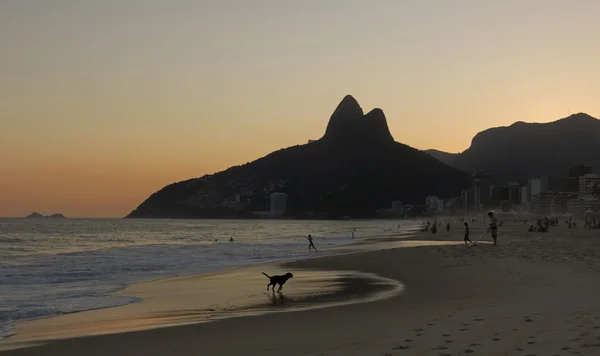 Running Dog in Ipanema Beach — Stockfoto