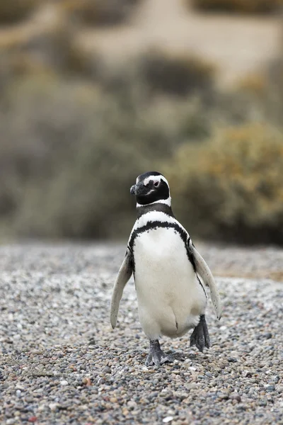 Patagonia Penguin Walking — Stok Foto