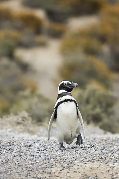 Patagonia tučňák chůzi — Stock fotografie