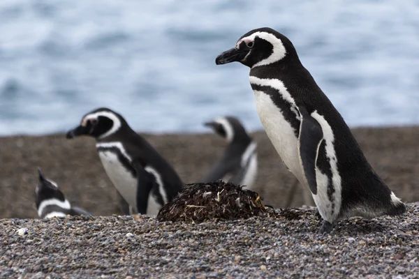 Patagonia Penguins na pláži — Stock fotografie