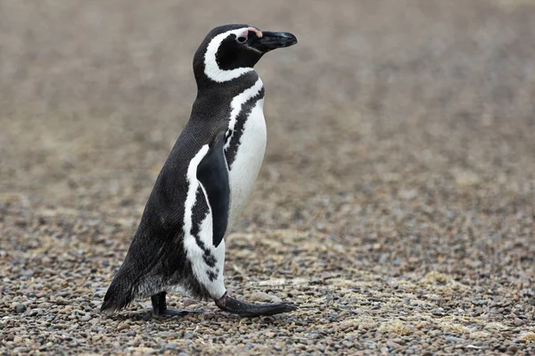 Patagônia Pinguim Caminhada — Fotografia de Stock