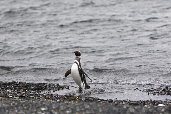 Patagonia tučňák na pláži — Stock fotografie