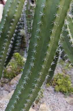 Kaktüs Thornes Closeup ile