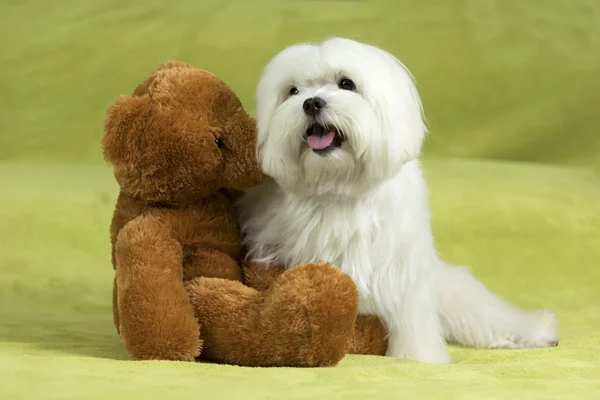 Malteser Hund und Teddybär sitzen im Bett auf einer grünen Decke. — Stockfoto
