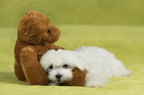 Entzückender maltesischer Hund liegt in den Armen eines niedlichen Teddybären — Stockfoto