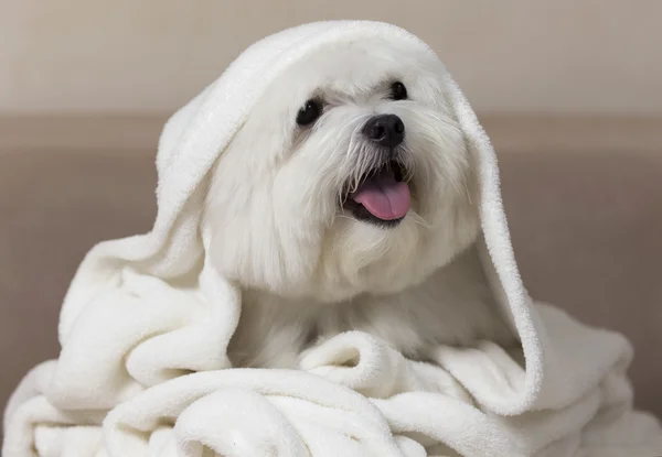 Adorable perro maltés envuelto en una manta blanca — Foto de Stock