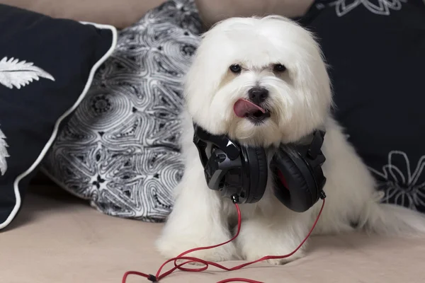 Lindo perro maltés con auriculares — Foto de Stock