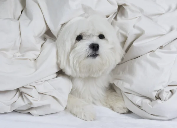 Niedlichen maltesischen Hund auf einer weißen Decke gewickelt — Stockfoto