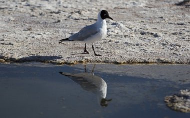 Karabaş martı - chroicocephalus ridibundus 