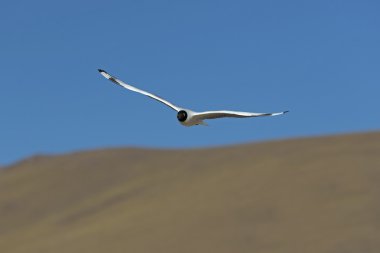 Uçan martı, Siyah başlı martı - Chroicocephalus ridibundus 
