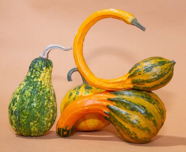 Hafif kağıt arka planda turuncu balkabakları, süslü eğri şekilli meyveler, dekoratif balkabakları..