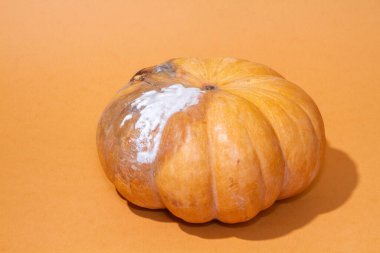 Turuncu arka planda bozulmuş küflü balkabakları, tek renkli fotoğraf, özel gürültü ve seçici keskinleştirme..