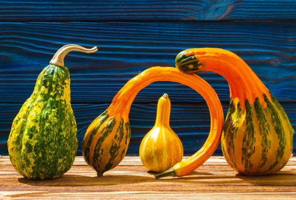 Calabazas Forma Fantasía Frutas Curvas Vegetales Ornamentales Sobre Fondo Madera —  Fotos de Stock