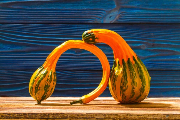 Fancy Shaped Pumpkins Curved Fruits Ornamental Vegetable Blue Wooden Background — Stock Photo, Image