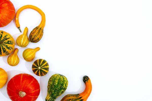 Verschiedene Kürbisse Dekoratives Kleines Gebogenes Gemüse Auf Weißem Hintergrund Leuchtend — Stockfoto