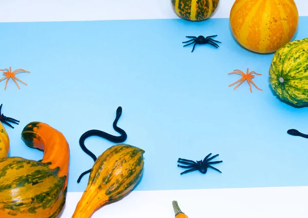 Colocación Plana Sobre Papel Color Calabazas Curvas Forma Pera Serpientes —  Fotos de Stock