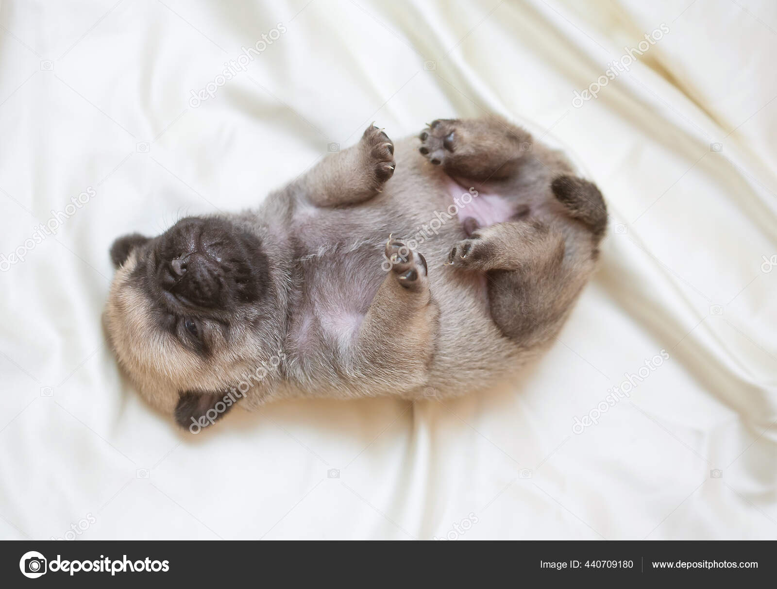 Pug fluffy sales