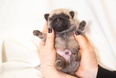 Köpek yavrusu sırtüstü yatıyor, küçük tüylü bir köpek. 