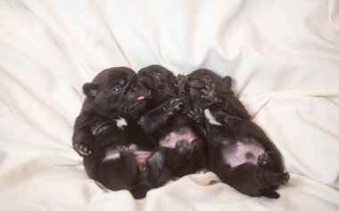 Beyaz bir battaniyenin üzerinde küçük köpek yavruları, köpekler birlikte yatar..