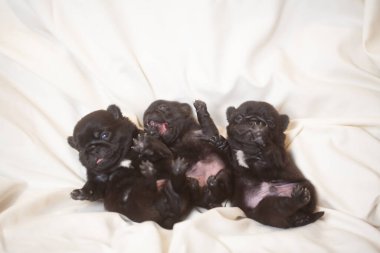 Beyaz bir battaniyenin üzerinde küçük köpek yavruları, köpekler birlikte yatar..