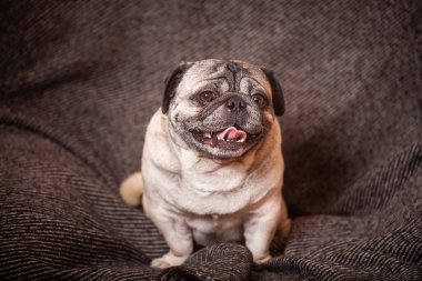 Yetişkin kahverengi pug, güzel, pürüzsüz saçlı bir köpek evde oturuyor.