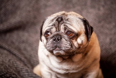 Yetişkin kahverengi pug, güzel, pürüzsüz saçlı bir köpek evde oturuyor.