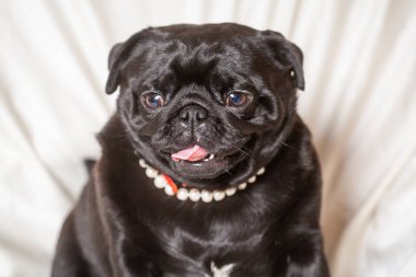 Boynunda beyaz boncuklar olan yetişkin siyah bir köpek. Güzel, pürüzsüz saçlı bir köpek.