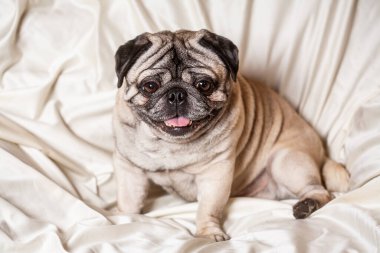 Yetişkin, kahverengi bir köpek, güzel, pürüzsüz saçlı bir köpek evde oturuyor.