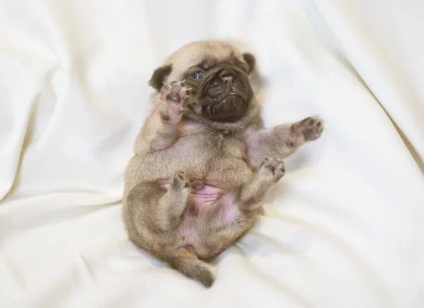 Cachorrinho Pug Encontra Suas Costas Pequeno Cão Fofo — Fotografia de Stock