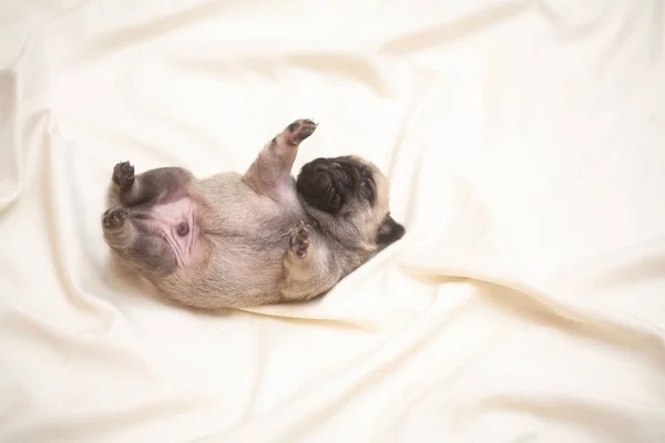 Cachorrinho Pug Encontra Suas Costas Pequeno Cão Fofo — Fotografia de Stock