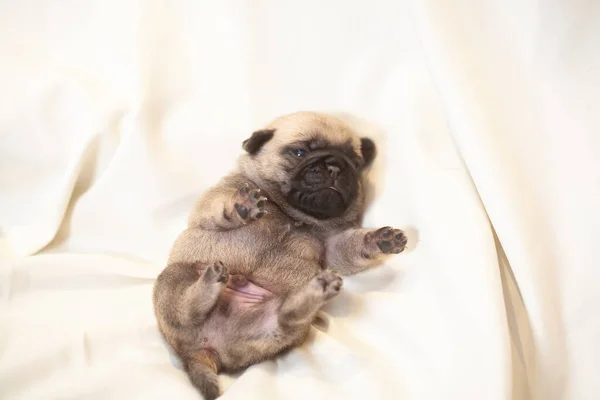 Cachorrinho Pug Encontra Suas Costas Pequeno Cão Fofo — Fotografia de Stock