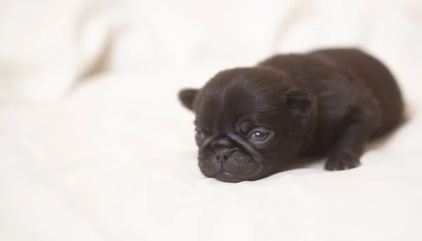 Black Pug Puppy Lies Small Fluffy Dog — Stock Photo, Image