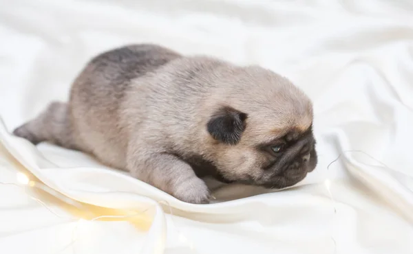 Pug Puppy Ligt Zijn Rug Een Kleine Pluizige Hond — Stockfoto