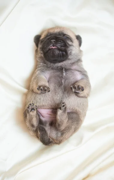 Cachorro Pug Encuentra Espalda Sobre Una Manta Blanca Pequeño Perro — Foto de Stock