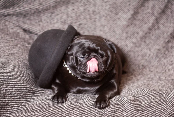 Взрослый Черный Мопс Шляпе Красивая Гладкошерстная Собака — стоковое фото